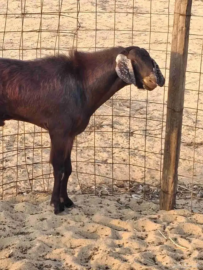 تيس فحل مصر الون ادهم سديس حار في الضراب ومشروط مالطيه 0