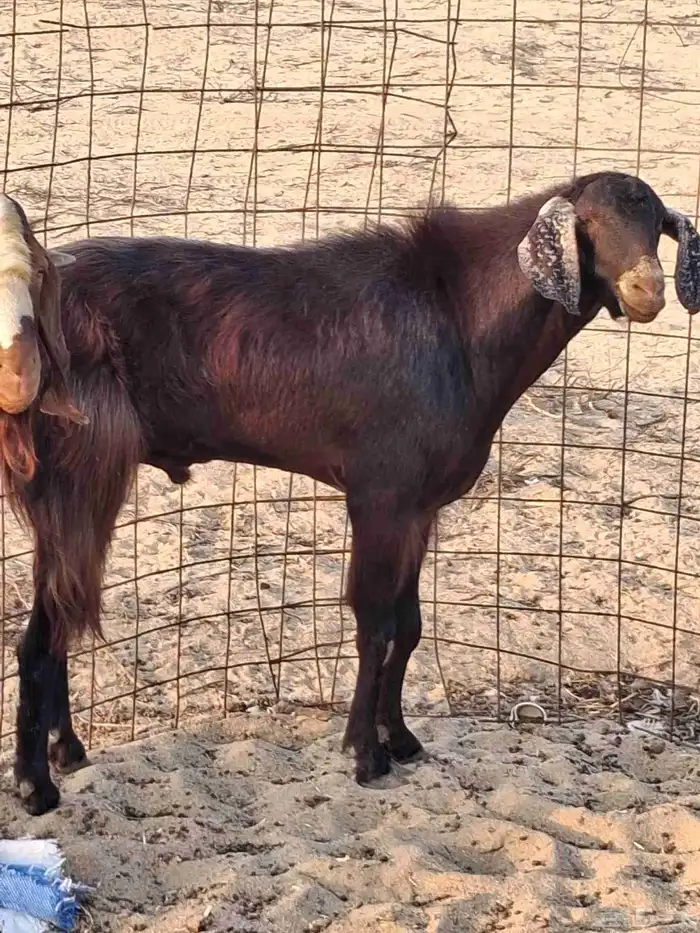 تيس فحل مصر الون ادهم سديس حار في الضراب ومشروط مالطيه 3