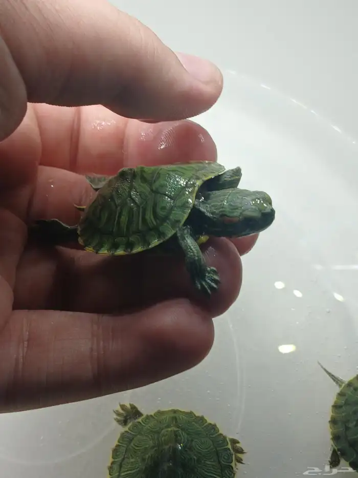 سلاحف برمائية صغيرة 3
