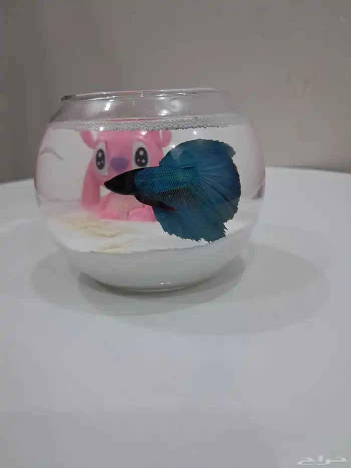 توزيعات سمك الفايتر 5