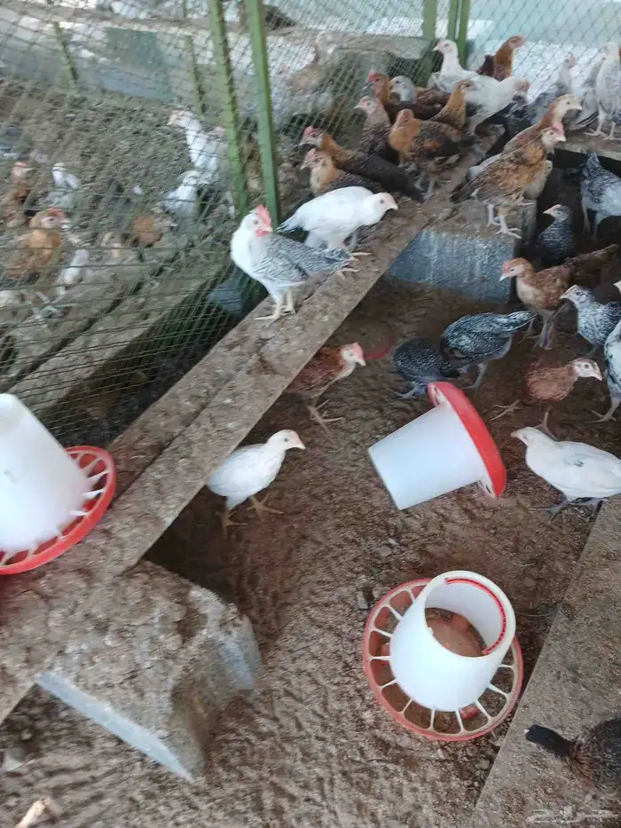 بشاير بلدي مشكل صحه مشروطه السعر 10ريال 3