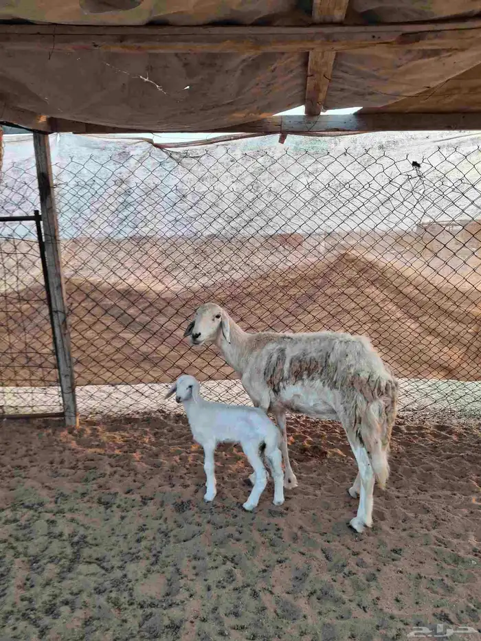 نعجة حرية حرش صنف والد تحتها رخل 1