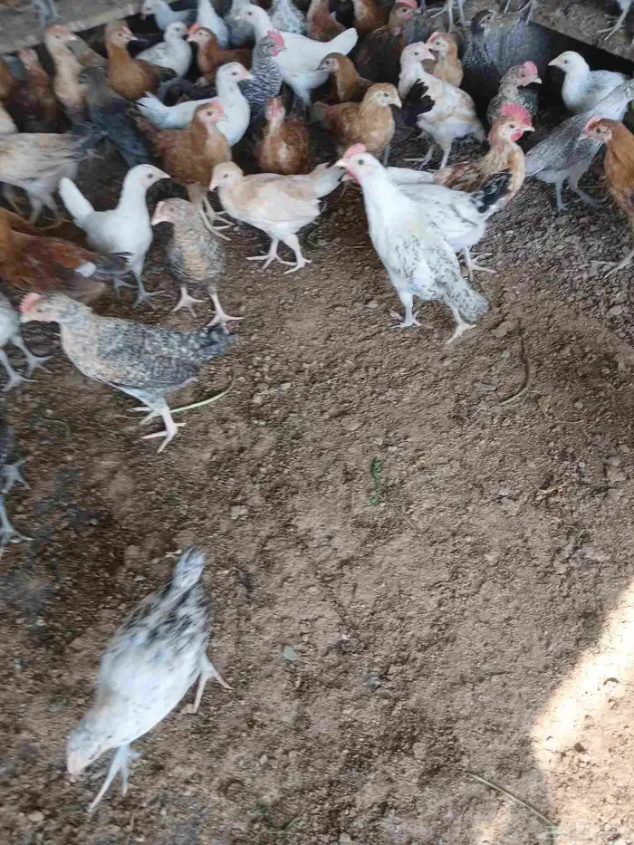 بشاير بلدي مشكل صحه مشروطه السعر 10ريال 2