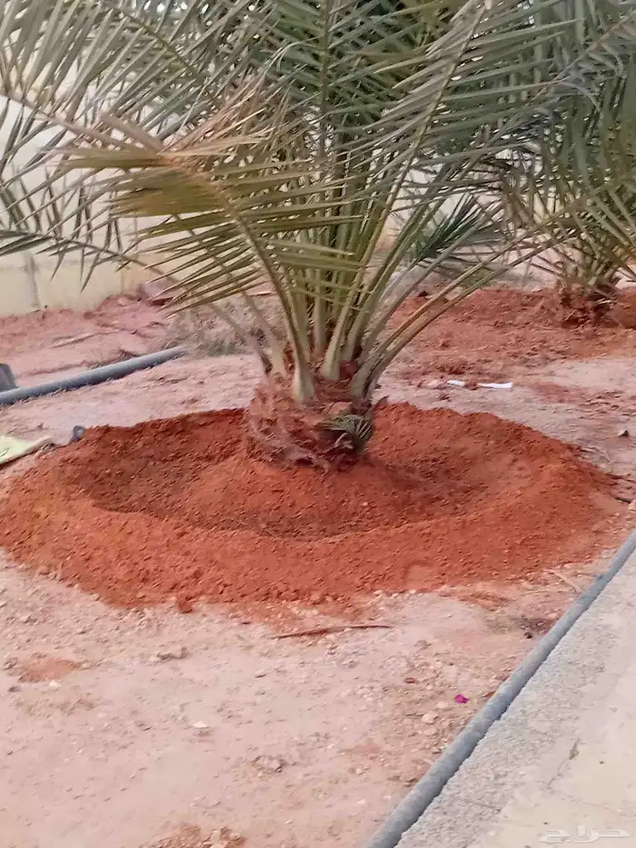 يوجد الدنيا جميع أنواع النخيل للبيع 5