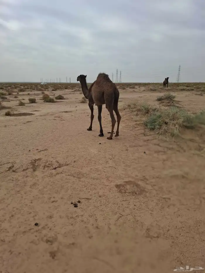 للبيع حشو حليب طيبه 6