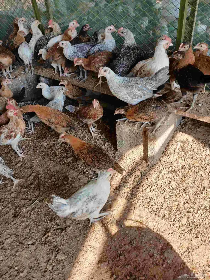 بشاير بلدي مشكل صحه مشروطه السعر 10ريال 0