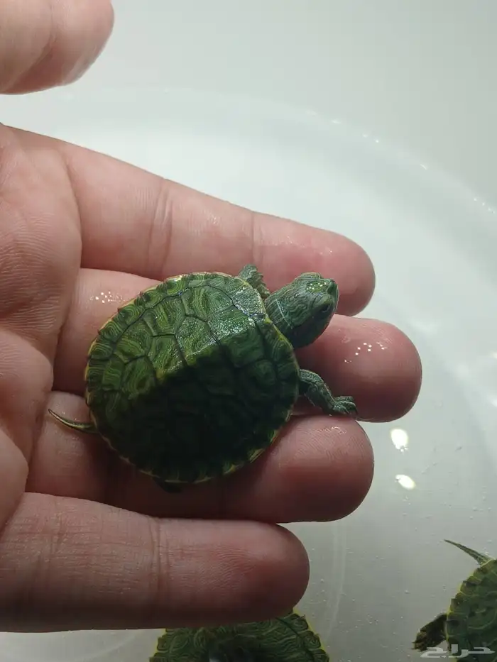 سلاحف برمائية صغيرة 0