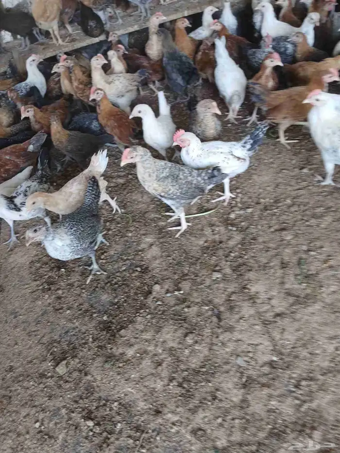 بشاير بلدي مشكل صحه مشروطه السعر 10ريال 1