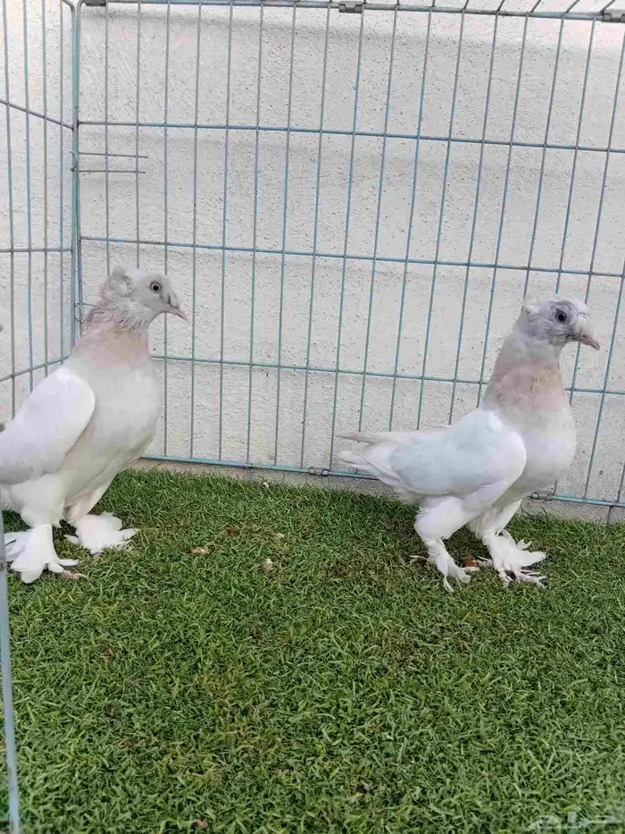 فرايد تركي بارلس دبل كرست 4