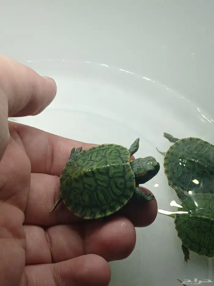 سلاحف برمائية صغيرة 1