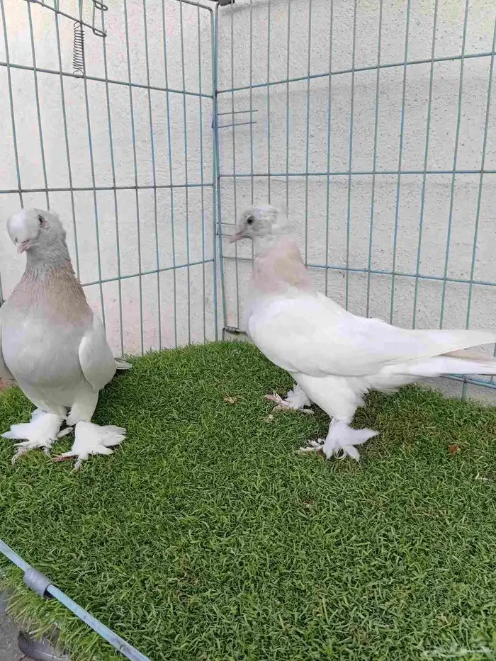 فرايد تركي بارلس دبل كرست 8