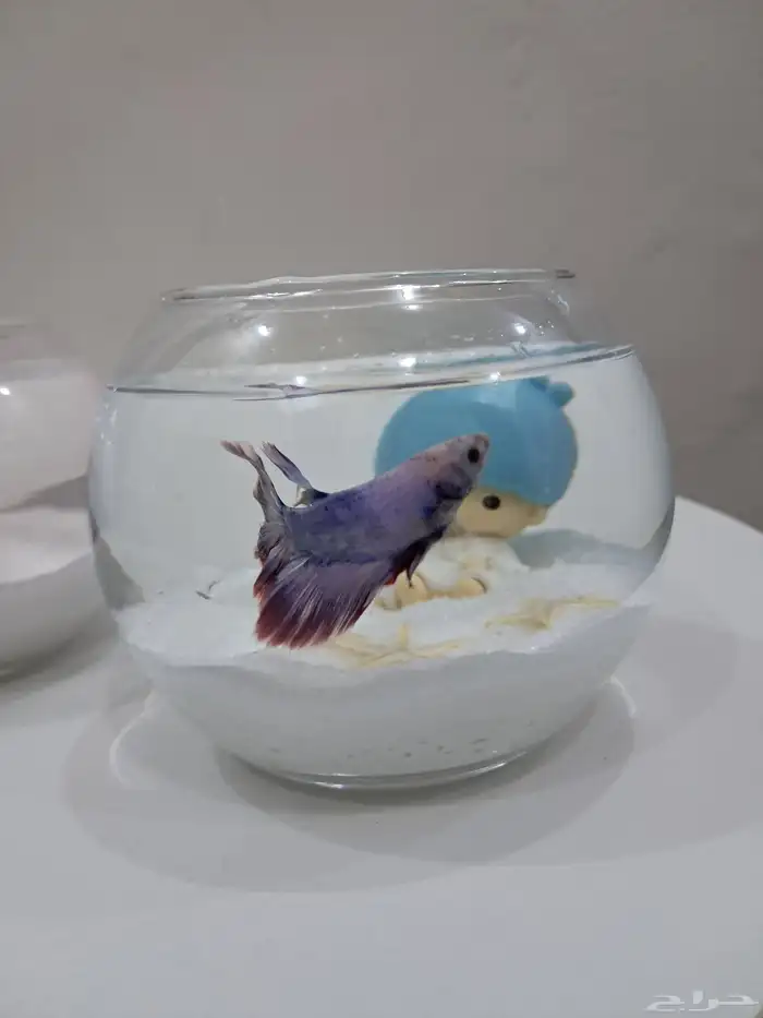 توزيعات سمك الفايتر 2