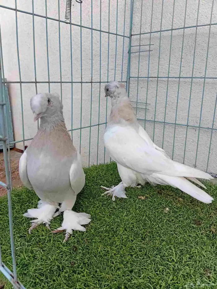 فرايد تركي بارلس دبل كرست 6