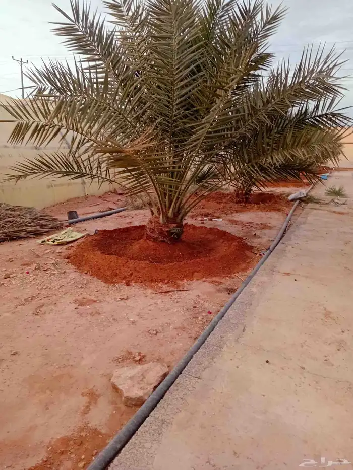 يوجد الدنيا جميع أنواع النخيل للبيع 8