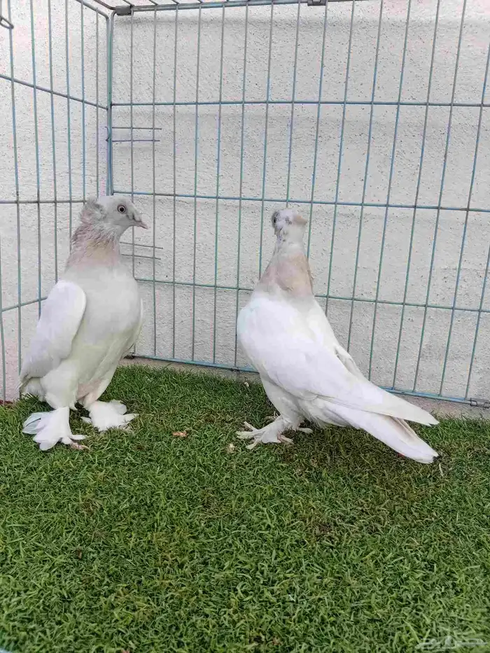 فرايد تركي بارلس دبل كرست 3