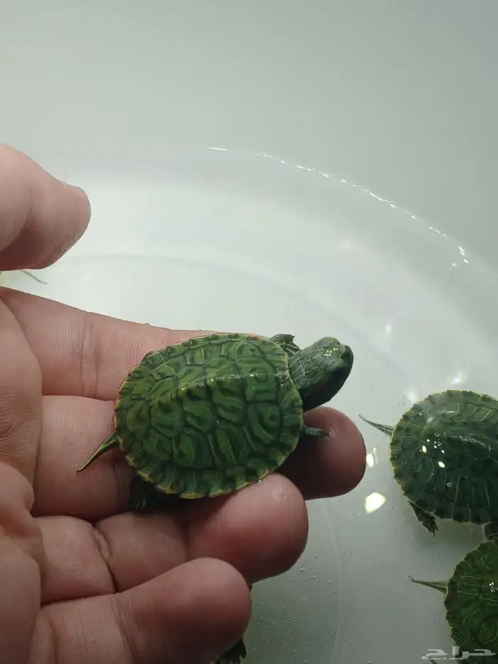 سلاحف برمائية صغيرة 2