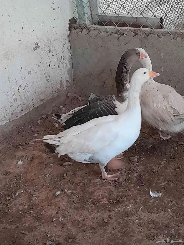 اربع حبه وز اثنان ذكوار واثنان اناثي العمر 11 شهر 1