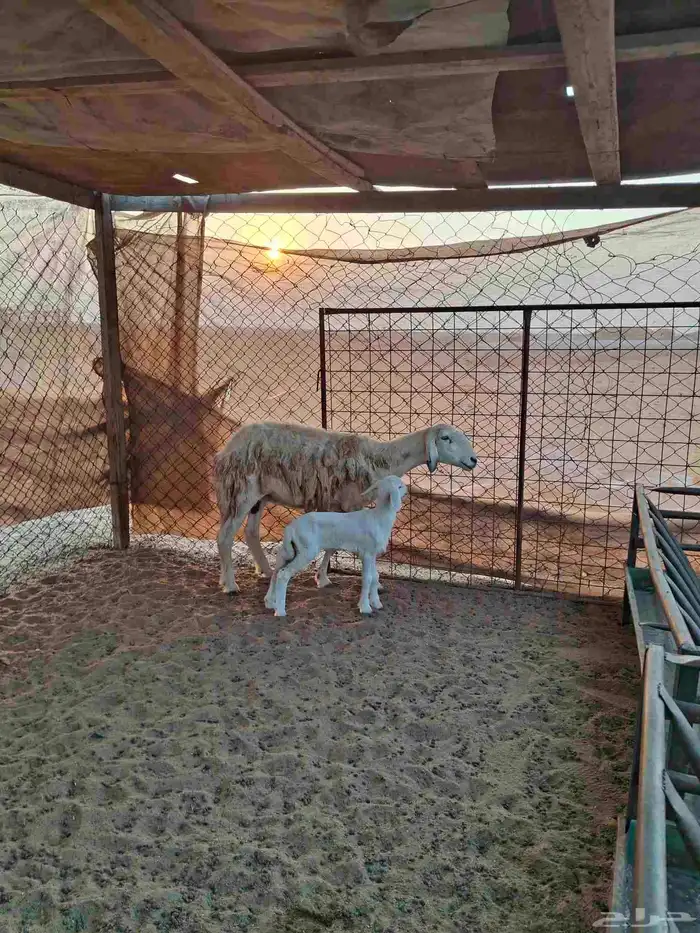 نعجة حرية حرش صنف والد تحتها رخل 3