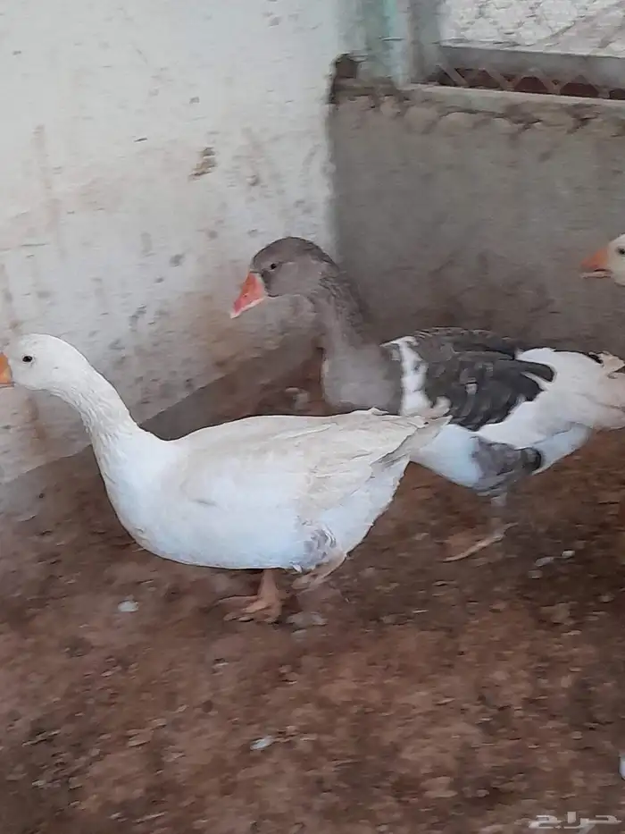 اربع حبه وز اثنان ذكوار واثنان اناثي العمر 11 شهر 3