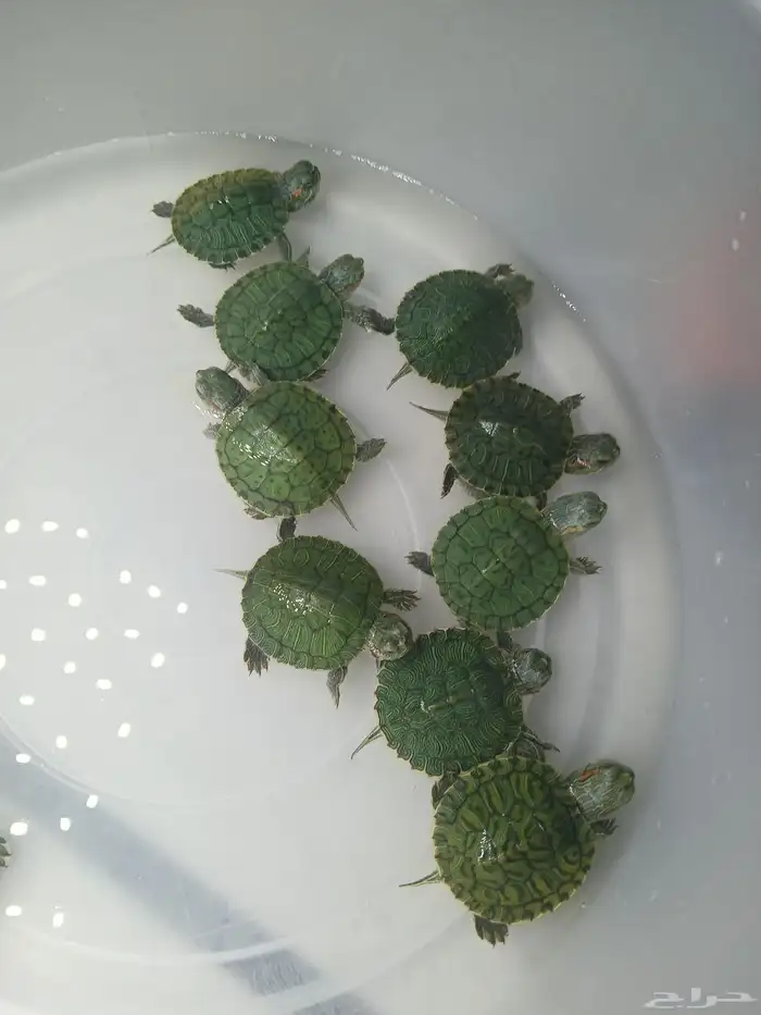 سلاحف برمائية صغيرة 4