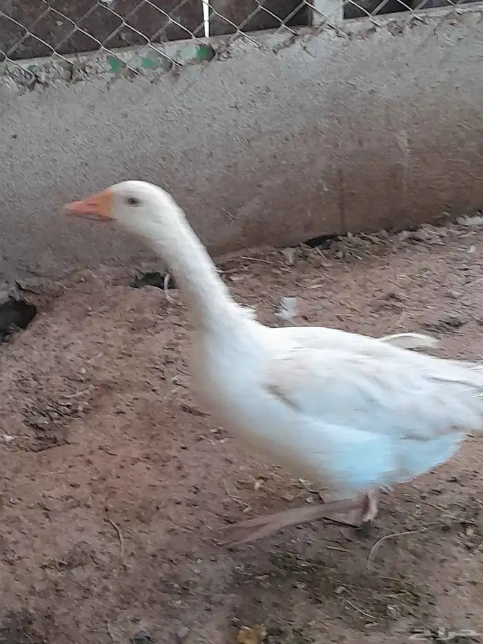 اربع حبه وز اثنان ذكوار واثنان اناثي العمر 11 شهر 2