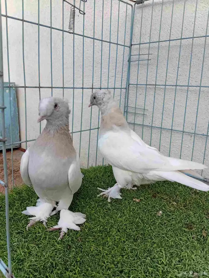 فرايد تركي بارلس دبل كرست 7