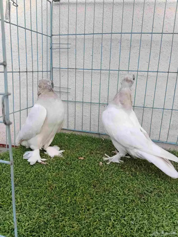 فرايد تركي بارلس دبل كرست 2