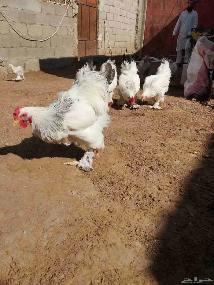 للبيع براهما 0