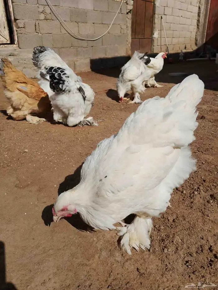 للبيع براهما 1