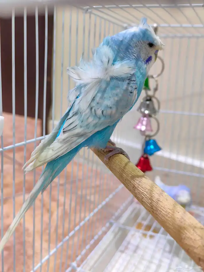 طيور حب جاهزين 9