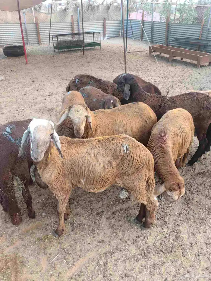 طليان سواكن حمري 2