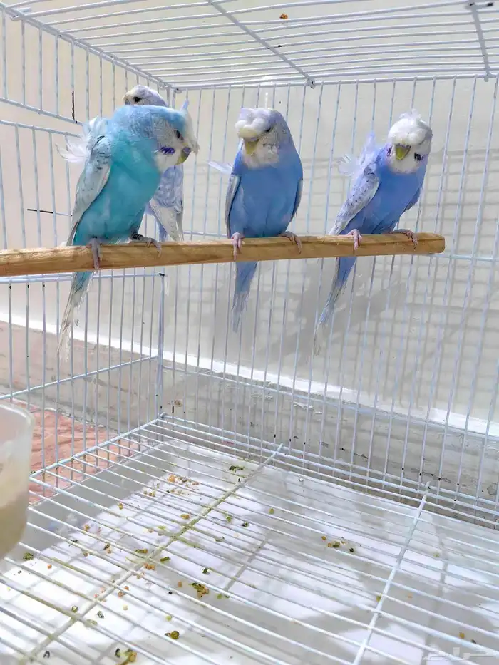 طيور حب جاهزين 2