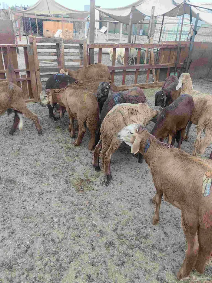 طليان سواكن حمري 0