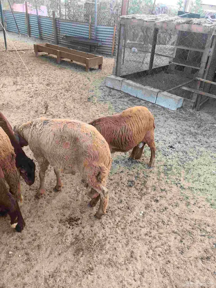 طليان سواكن حمري 1