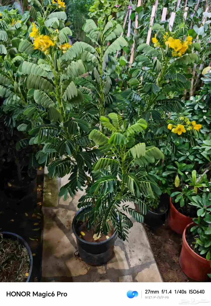 الزراعة الثيل الطبيعي وتركيب شبكات الري العادي والاتوماتيك 1