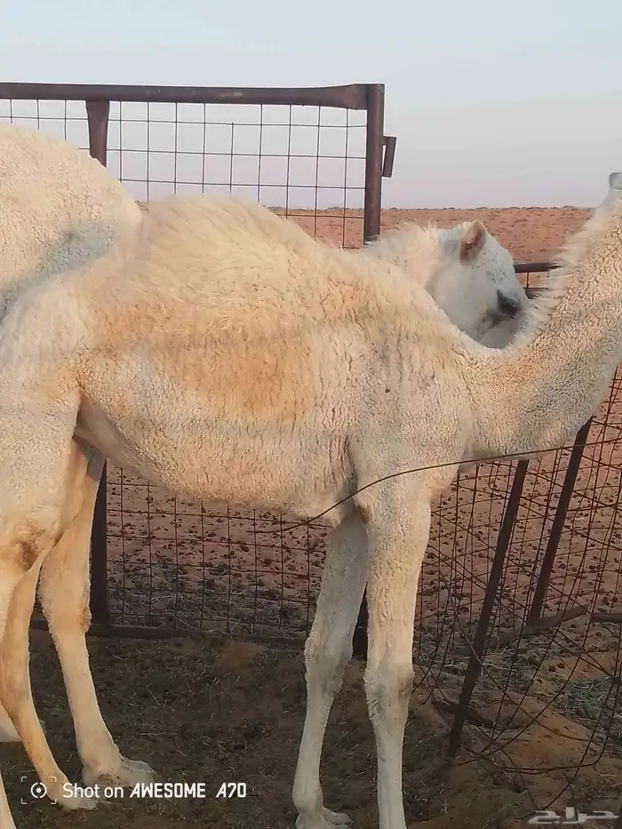 حاشي للبيع 0