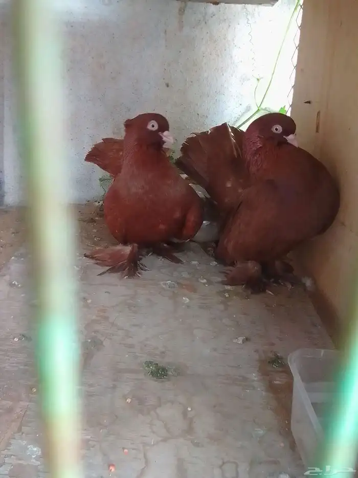 زوج كرنقو رستوفر احمر وزوج مفتل اصغر 0