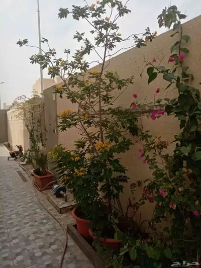 للبيع أشجار index