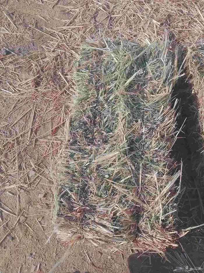 السلام عليكم ورحمه الله ذرة شد 95 متر السعر 23 محمل المذنب 4