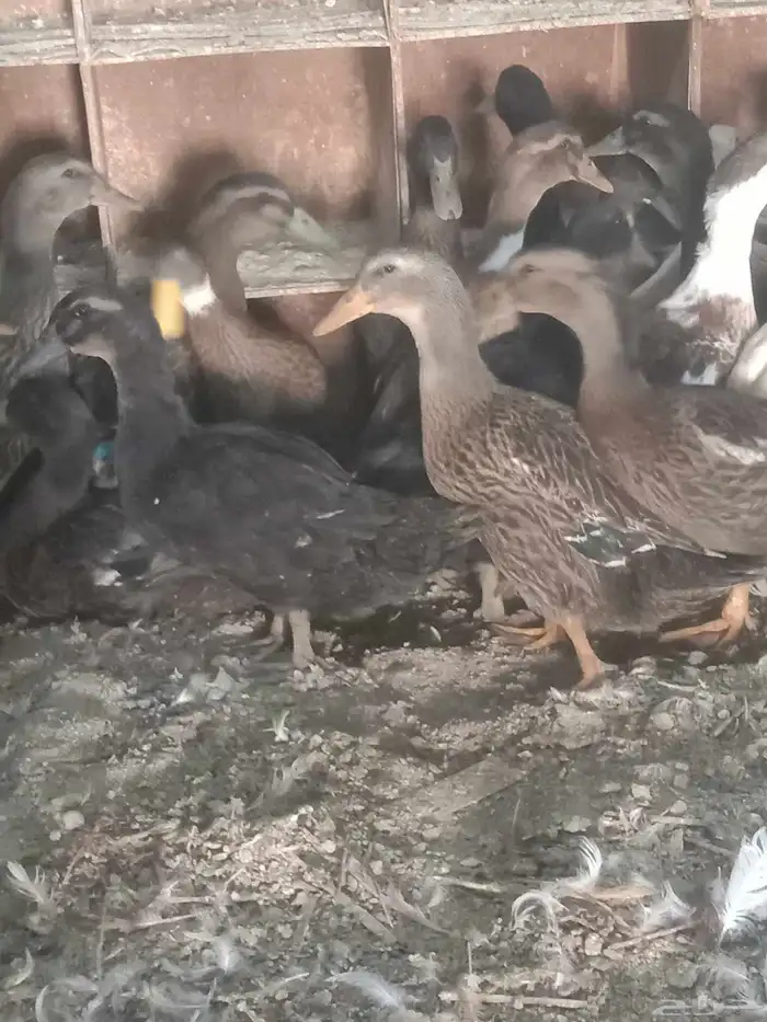 دجاج بياض وبط شرشيري 5