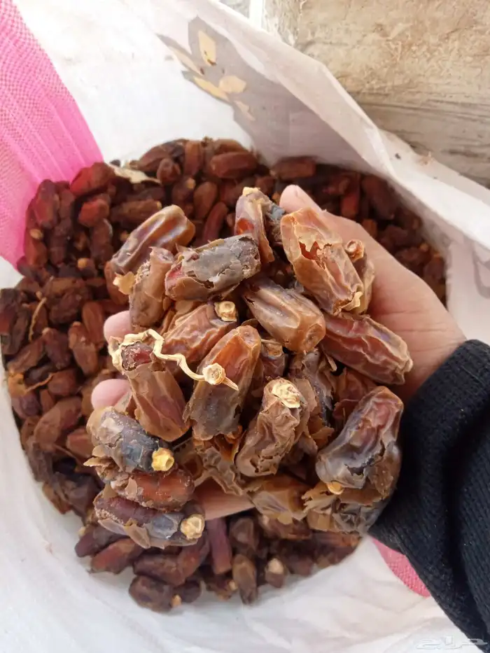 تمر علف اغنام والجمل وبقر موجود في رهاط 1