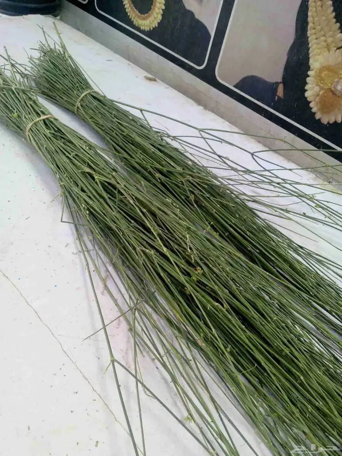 المرخ الجيزاني الطازج الاخضر الجديد الرياض الحله جديد كل يوم 0