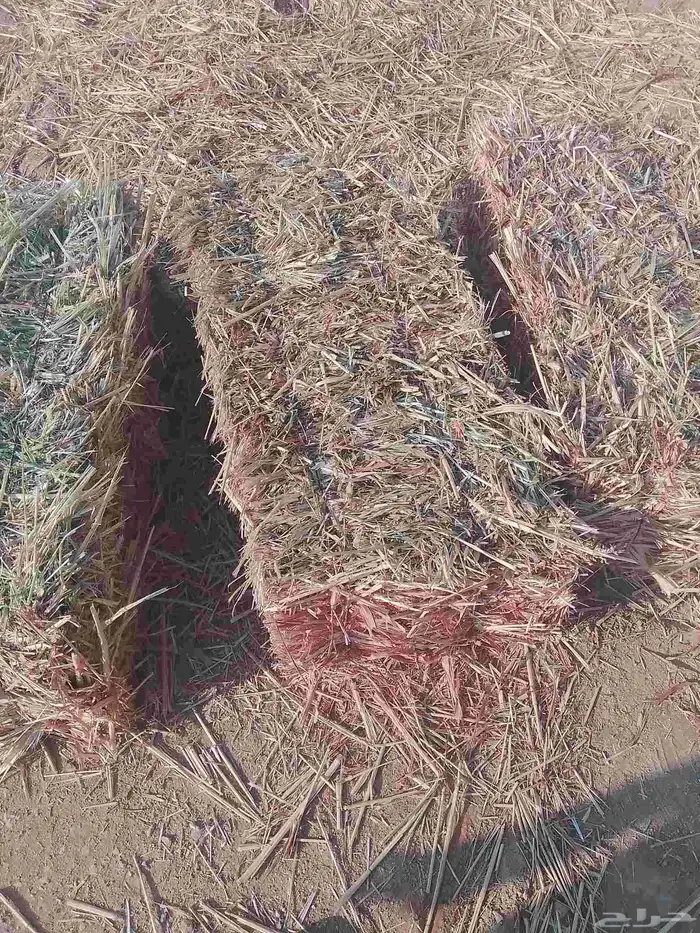 السلام عليكم ورحمه الله ذرة شد 95 متر السعر 23 محمل المذنب 1