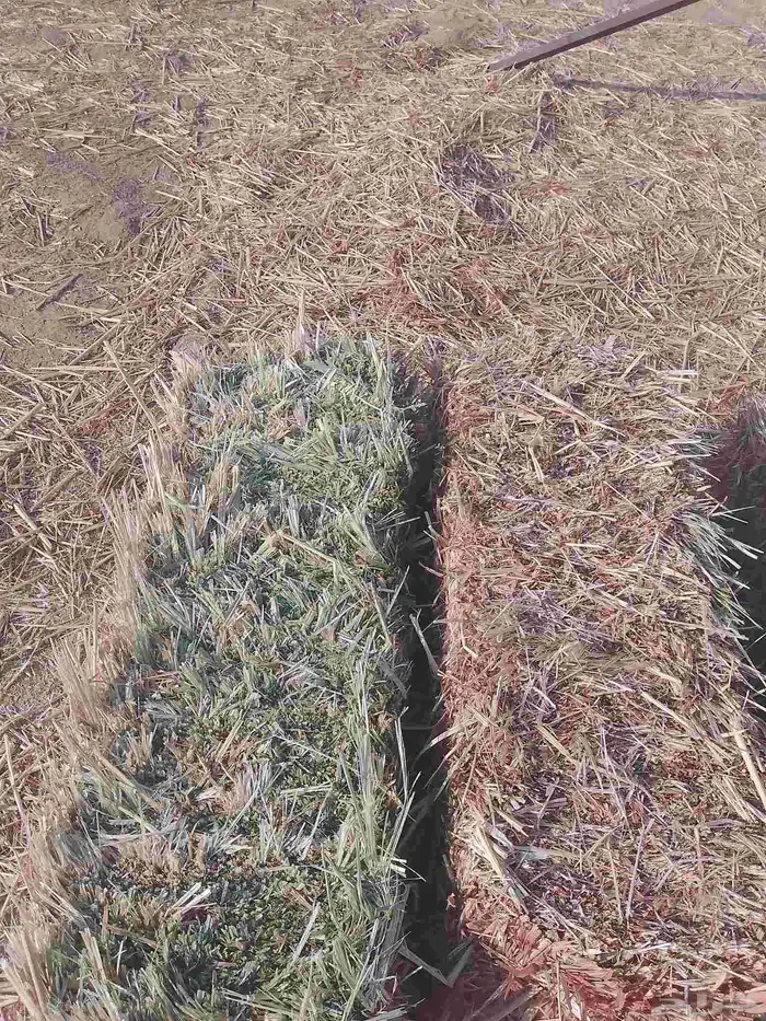 السلام عليكم ورحمه الله ذرة شد 95 متر السعر 23 محمل المذنب 0