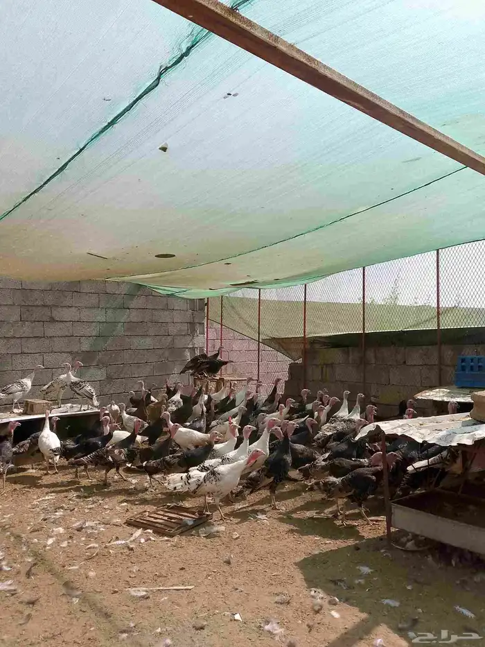 متوفر دجاج رومي الحبه على 110 اخفره اناثي 3