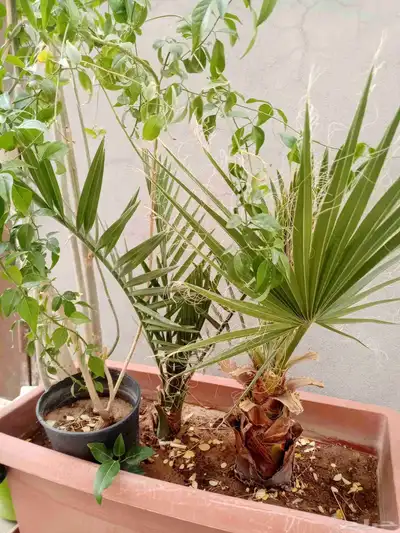 للبيع أشجار index