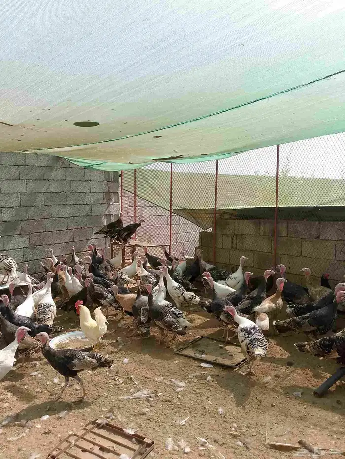 متوفر دجاج رومي الحبه على 110 اخفره اناثي 0