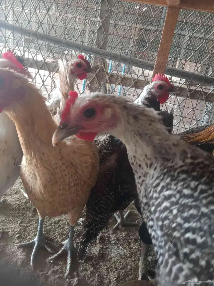 دجاج بياض وبط شرشيري 0