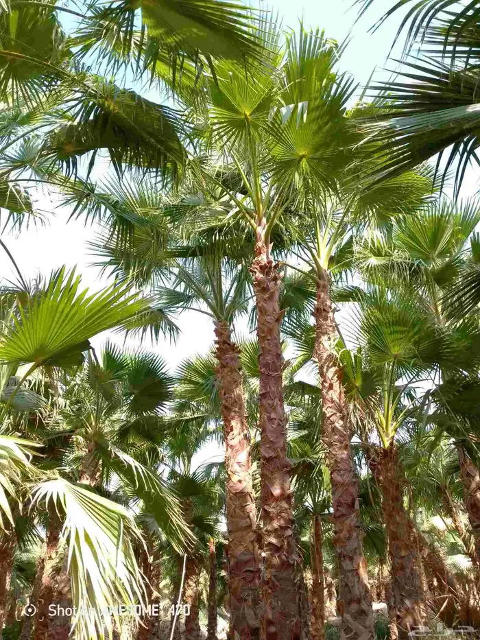 نخل واشنطني زينه امريكي جميع المقاسات متوفرة توصيل وزرعه 1