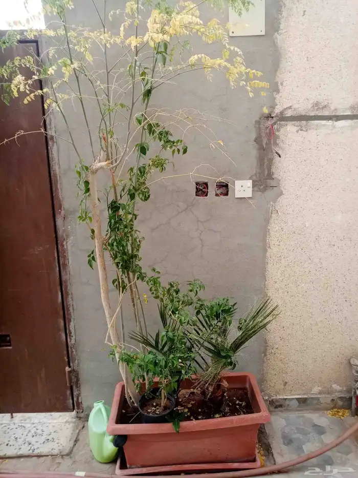 للبيع أشجار 3
